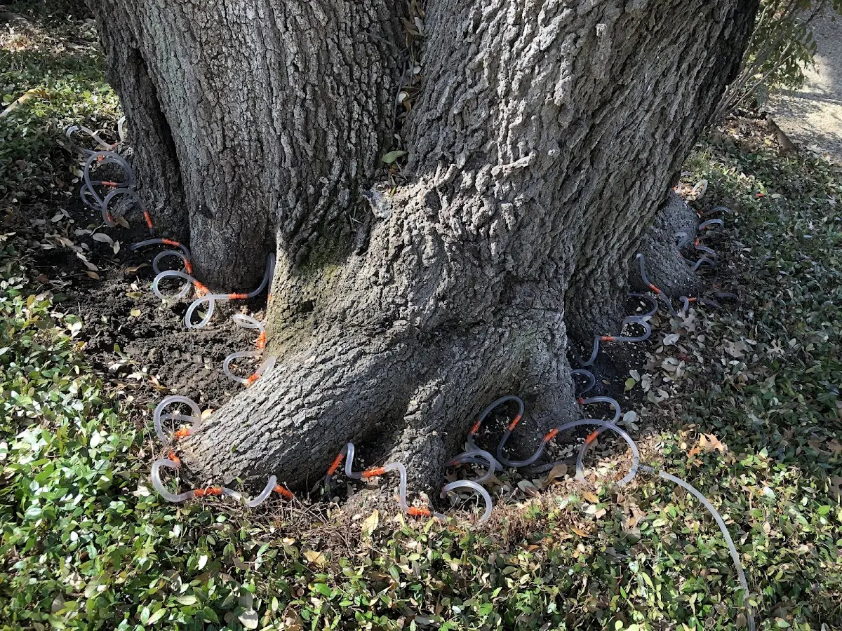Detailed Tree Cabling and Bracing job site in New Prague